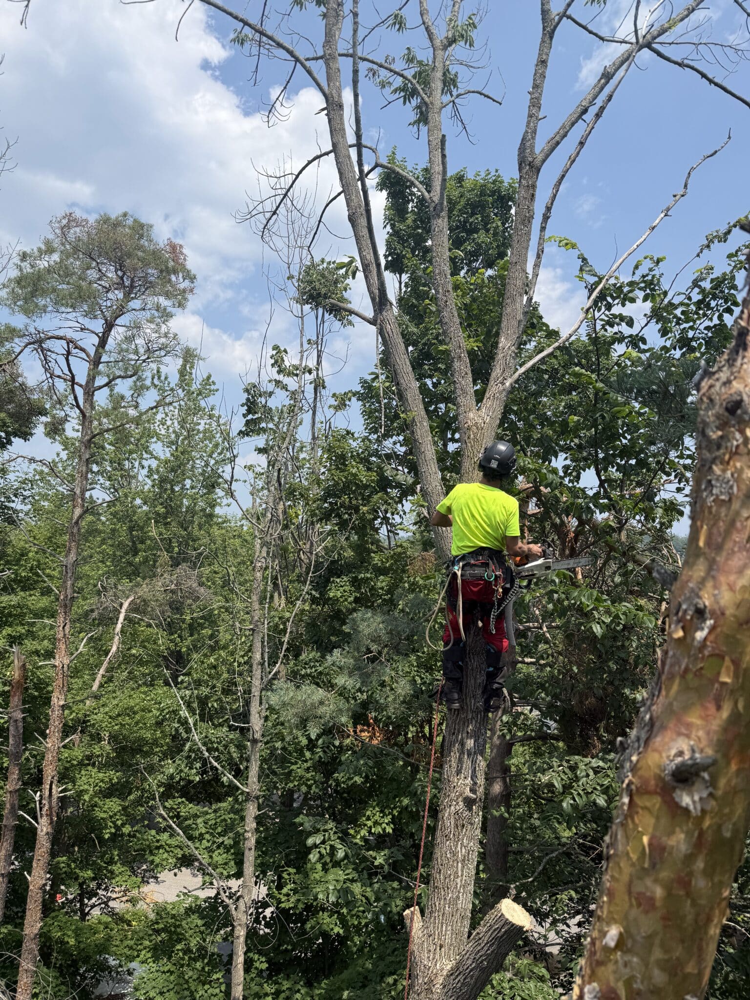 Tree Removal Simcoe County ​